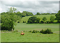 Pasture near Olmarch, Ceredigion