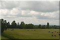 Pastures near Newtown Farm