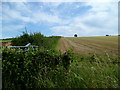 Field edge near South Stoke Farm