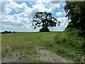 Tree on Nightingale Lane Meadows