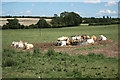 Beesthorpe cattle