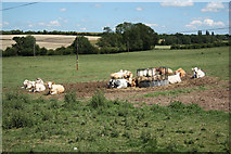 SK7260 : Beesthorpe cattle by Richard Croft