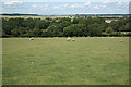 SK7660 : Bathleyhill sheep by Richard Croft