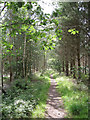 Path through Warwick Moor Wood