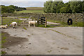 Cattle Grid near Way Gill Farm