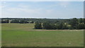 View over Bourne Wood