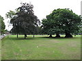 Copper Beech and Chestnut Trees