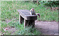 TQ4187 : Squirrel near Perch Pond by Roger Jones