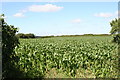 Field of maize at Meaver