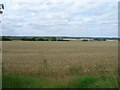 Farmland near Wrawby