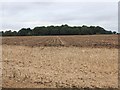 Fields near Russell