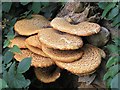 Bracket fungus off byway to Bishley Wood