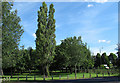 Trees alongside Lodge Lane