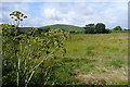 Grazing at Consol Farm