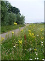 Wild flowers alongside a footpath near Bourne Wood