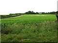 Sugar beet field by Leicester Square Farm