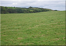 G2422 : Rising ground grassland with wooded ridge beyond by C Michael Hogan