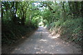 A Tunnel of Trees