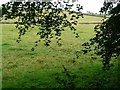 Woodside Farm and fields, from the woods