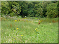 A roebuck on the grassy bank