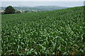 Field of maize