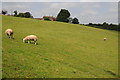 Sheep grazing below Stoke Court