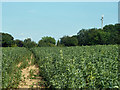 Footpath through a field of beans