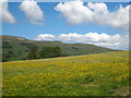 Field of buttercups at Hawes