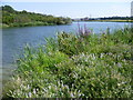 Lake at Littlebrook Nature Park