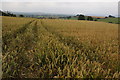 Field of wheat near Whitton