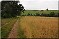 Track beside a field of oats