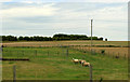 SU0444 : 2011 : Sheep near Maddington Farm by Maurice Pullin