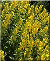 Yellow loosestrife, Newall Carr Road