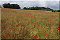 Poppies in oil seed rape