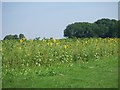 Sunflowers near Benniworth Moor