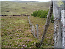 NH8531 : Plantation fence going down to Allt an Tairbhidh by Sarah McGuire