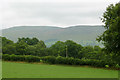 Pasture near Stags Head, Ceredigion