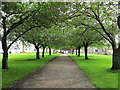 Tree Lined Path in Forres