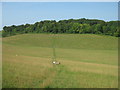 Footpath to Broom Wood