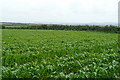 Farmland at Lower Chellew