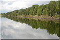 Trees and shrubs on the bank of the ship canal