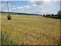 Barley field by White Hill