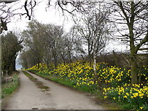 NZ1709 : Daffodils drive, East Layton by Maigheach-gheal