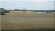 TQ4363 : Fields near Bogey Lane by David Anstiss