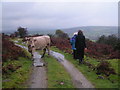 Cow on the track