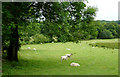 Pasture  in Dyffryn Aeron, Ceredigion