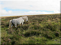 SX6981 : Dartmoor pony near Hookney Tor by Stephen Craven