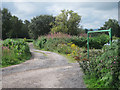 Track through Chailey Common Nature Reserve