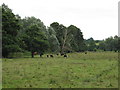 Field near Stutton Brook