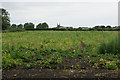 Fields at Lydiate Hall Farm